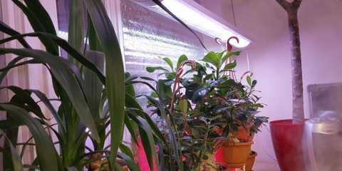 Kalendář vnitřního oběda pro 2022: příznivé a nepříznivé dny